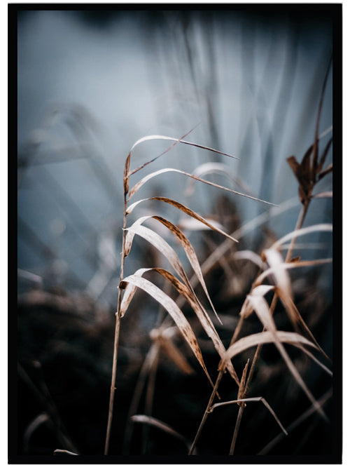 Poster Gras