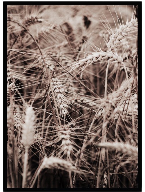 Poster Vete - Dekortorget