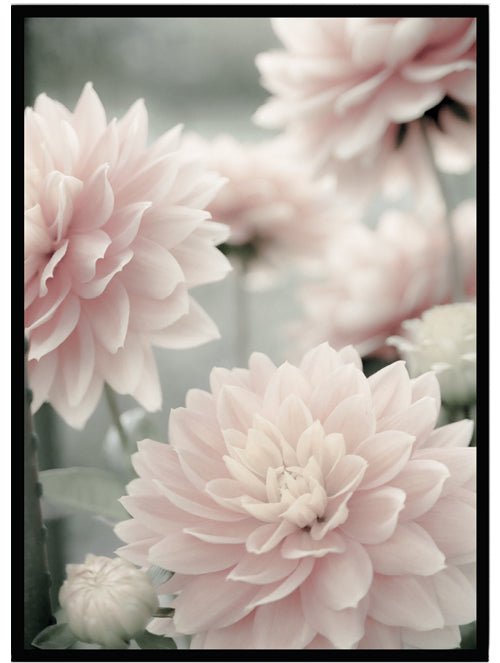 Poster Dahlia 2 - Dekortorget