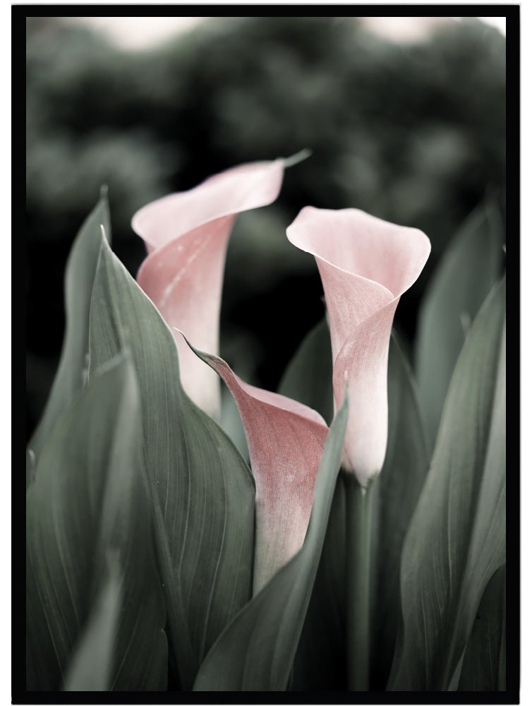 Poster Kalla - Dekortorget