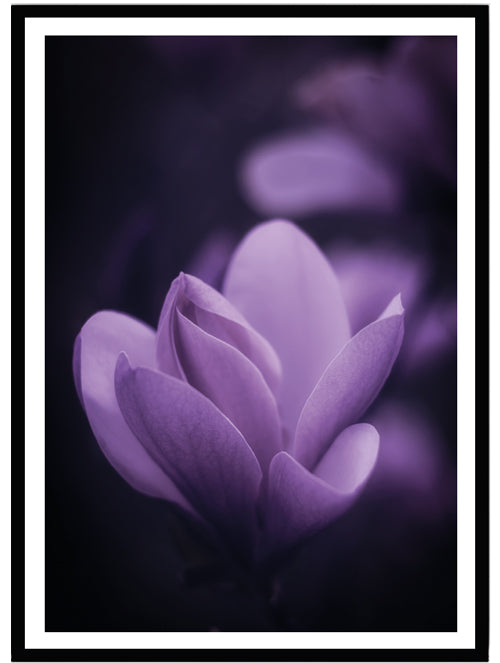 Poster lily purple