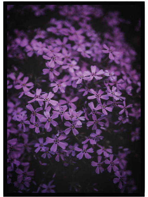 Poster Purple flowers