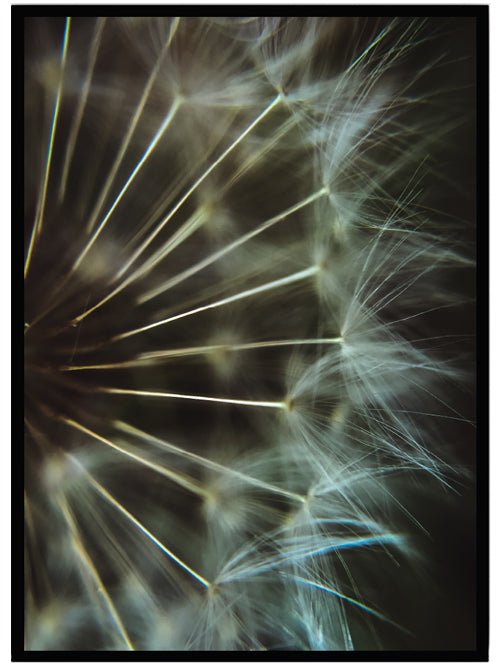 Poster Dandelion 2 - Dekortorget