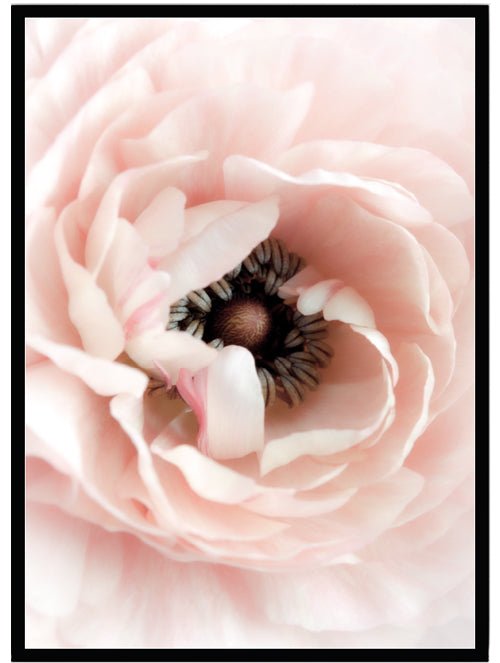 Poster Vallmo - Dekortorget