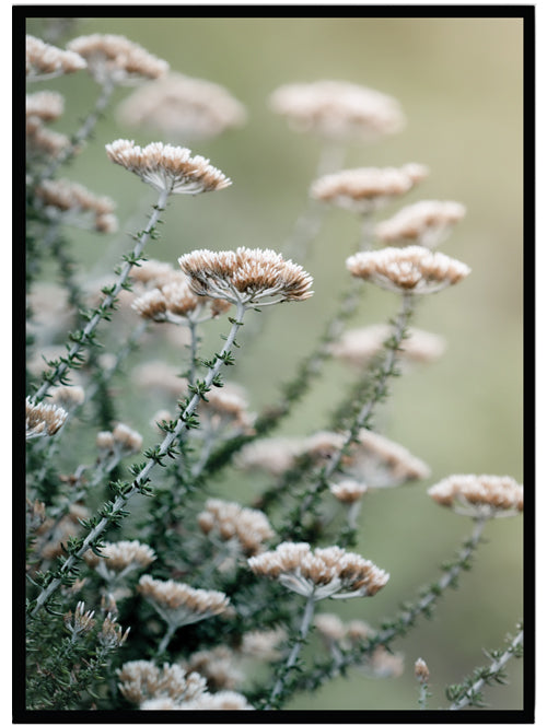 Poster Pink flowers