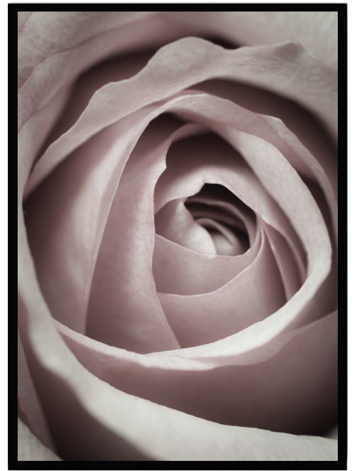 Poster Ros rosa - Dekortorget