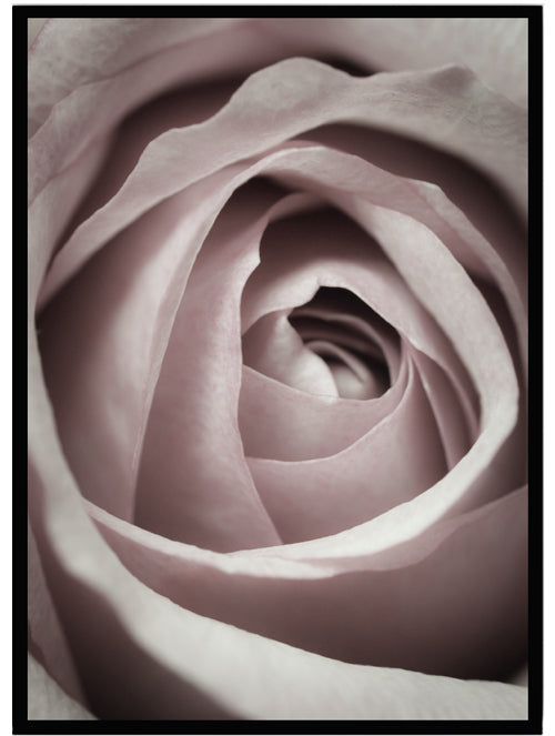Poster Ros rosa