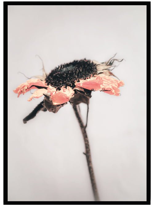 Poster Dry flower 3 - Dekortorget