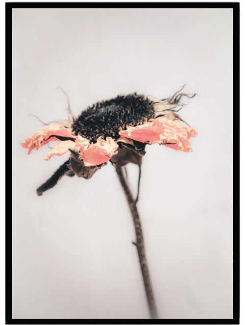 Poster Dry flower 3