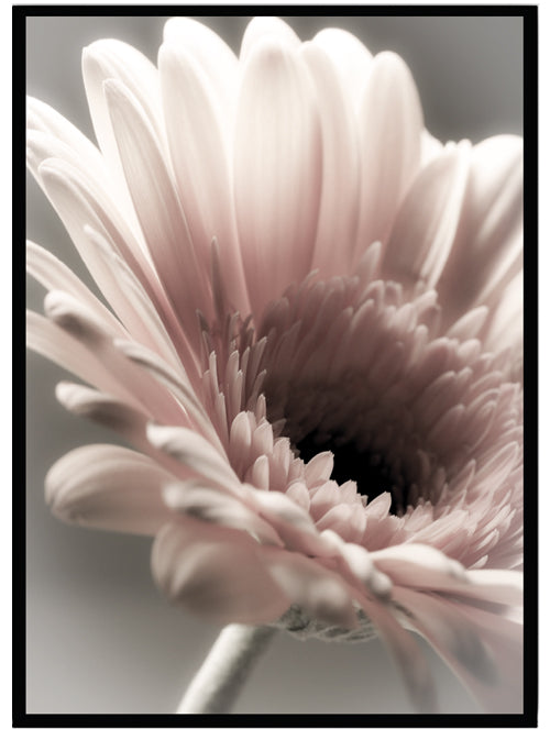 Poster Gerbera