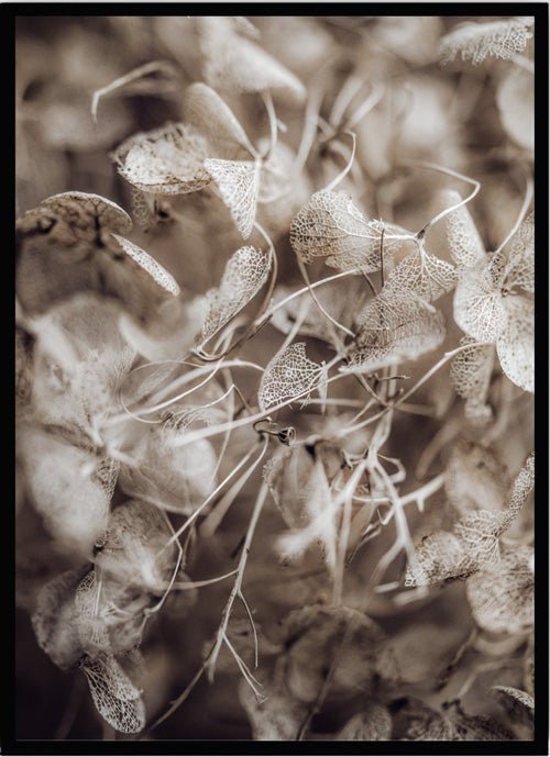 Poster hortensia - Dekortorget