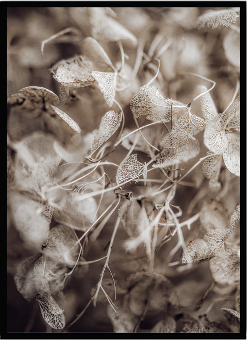Poster hortensia