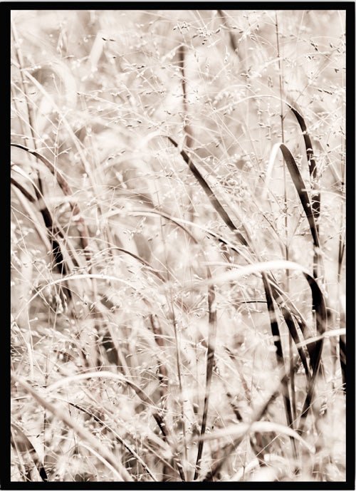 Poster Ängsgräs 3 - Dekortorget