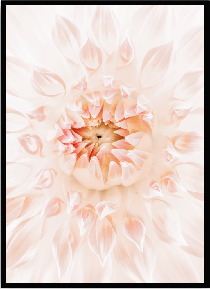 Poster Pink dahlia - Dekortorget