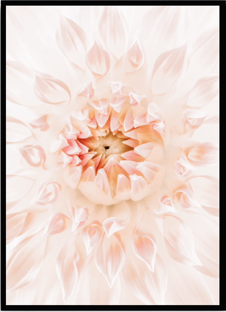 Poster Pink dahlia