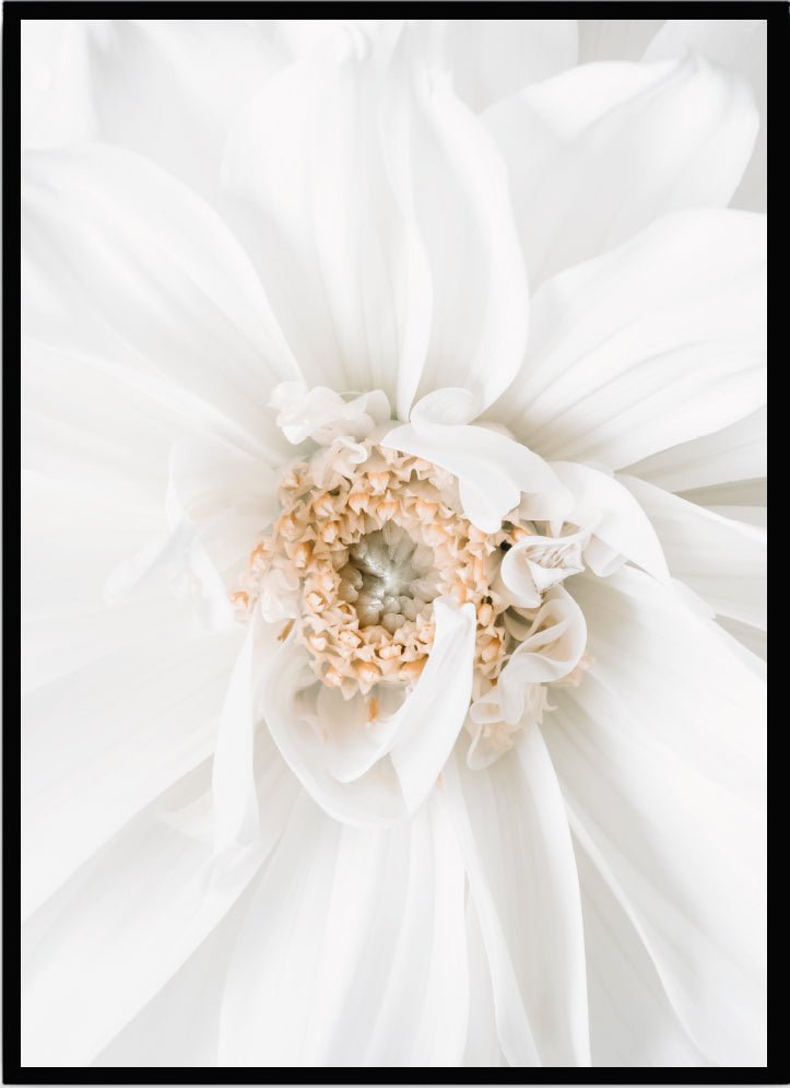 Poster White flower - Dekortorget