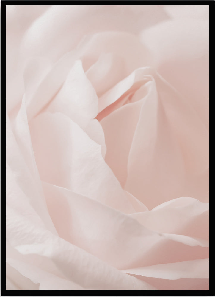 Poster Pink rose