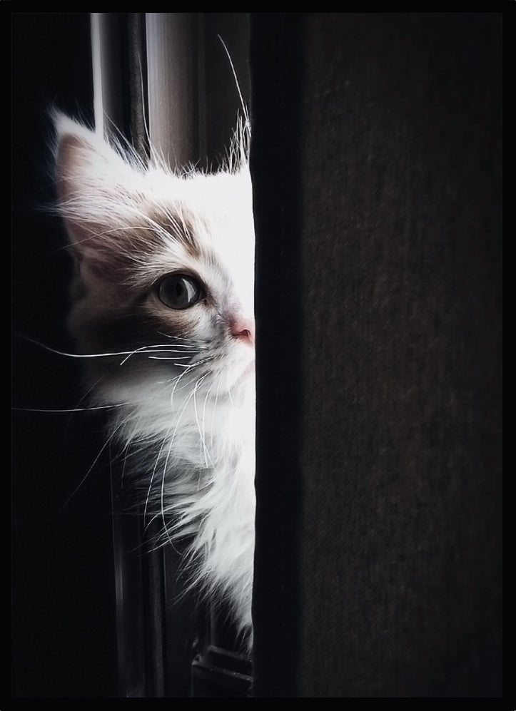 Poster Katt - Dekortorget