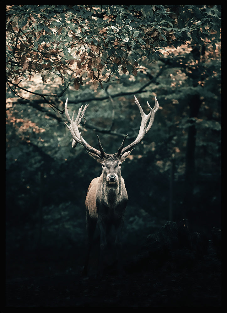 Poster Kronhjort i skogen