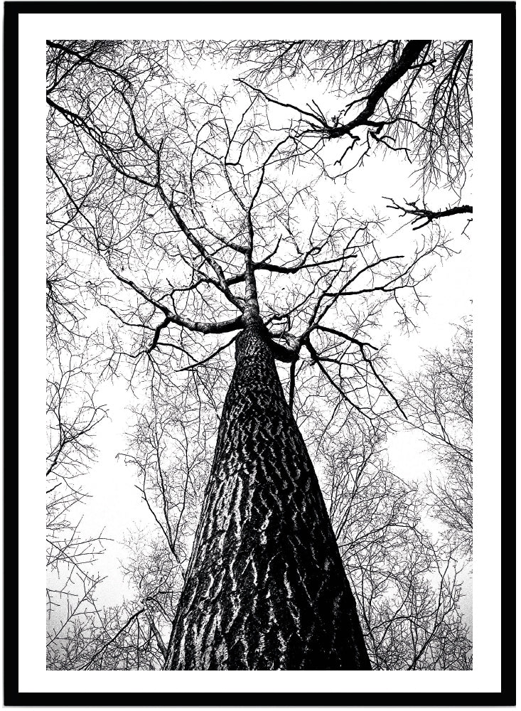 Poster träd tall