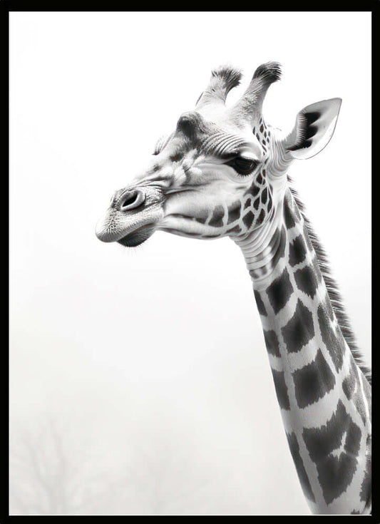 Poster Giraff B&W - Dekortorget