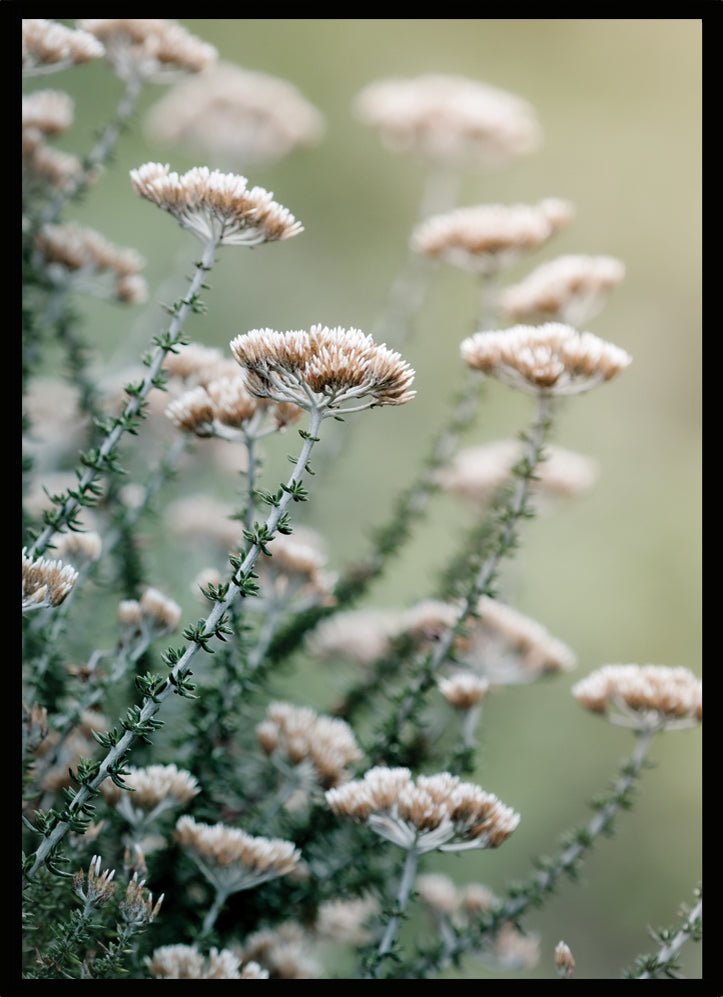 Poster Pink flowers