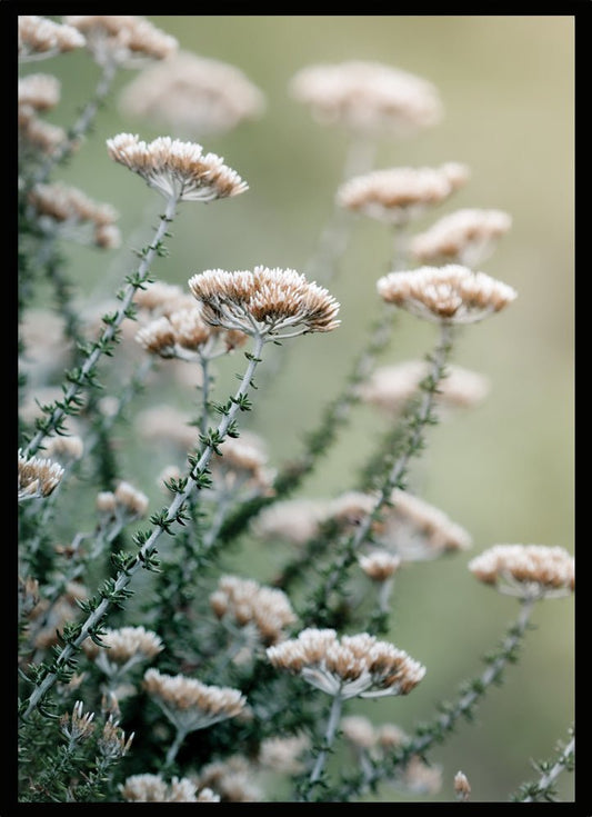 Poster Pink flowers